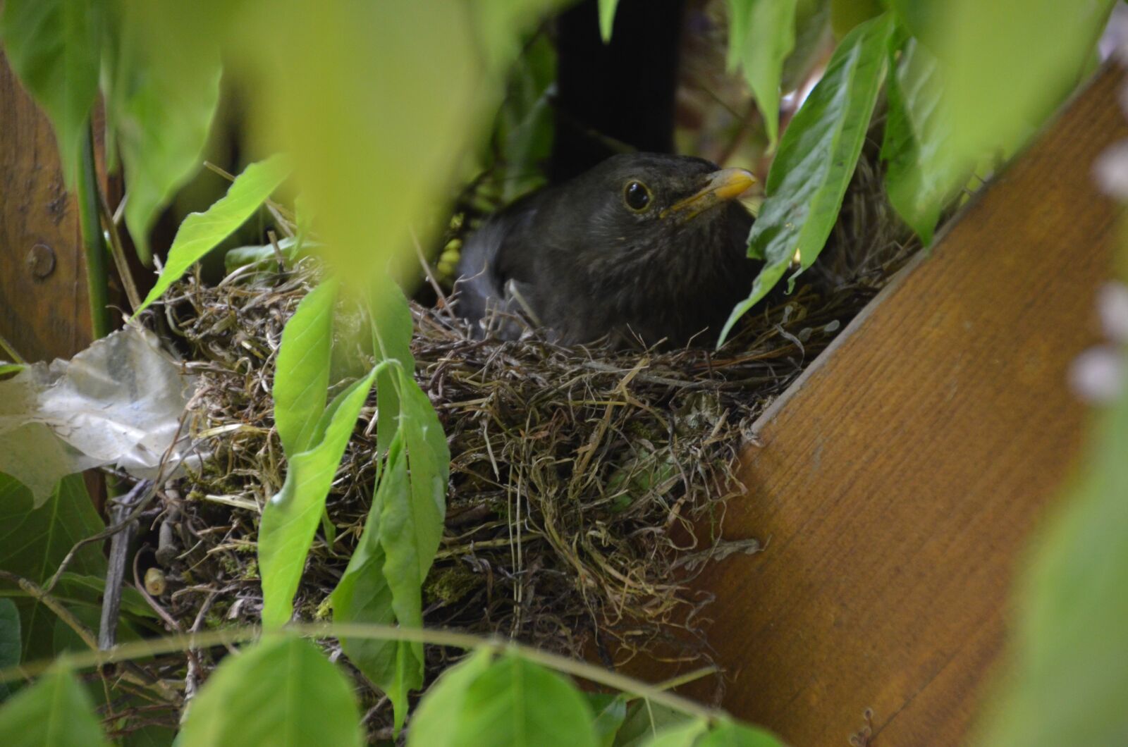 Nikon D5100 sample photo. Blackbird, bird, nest photography