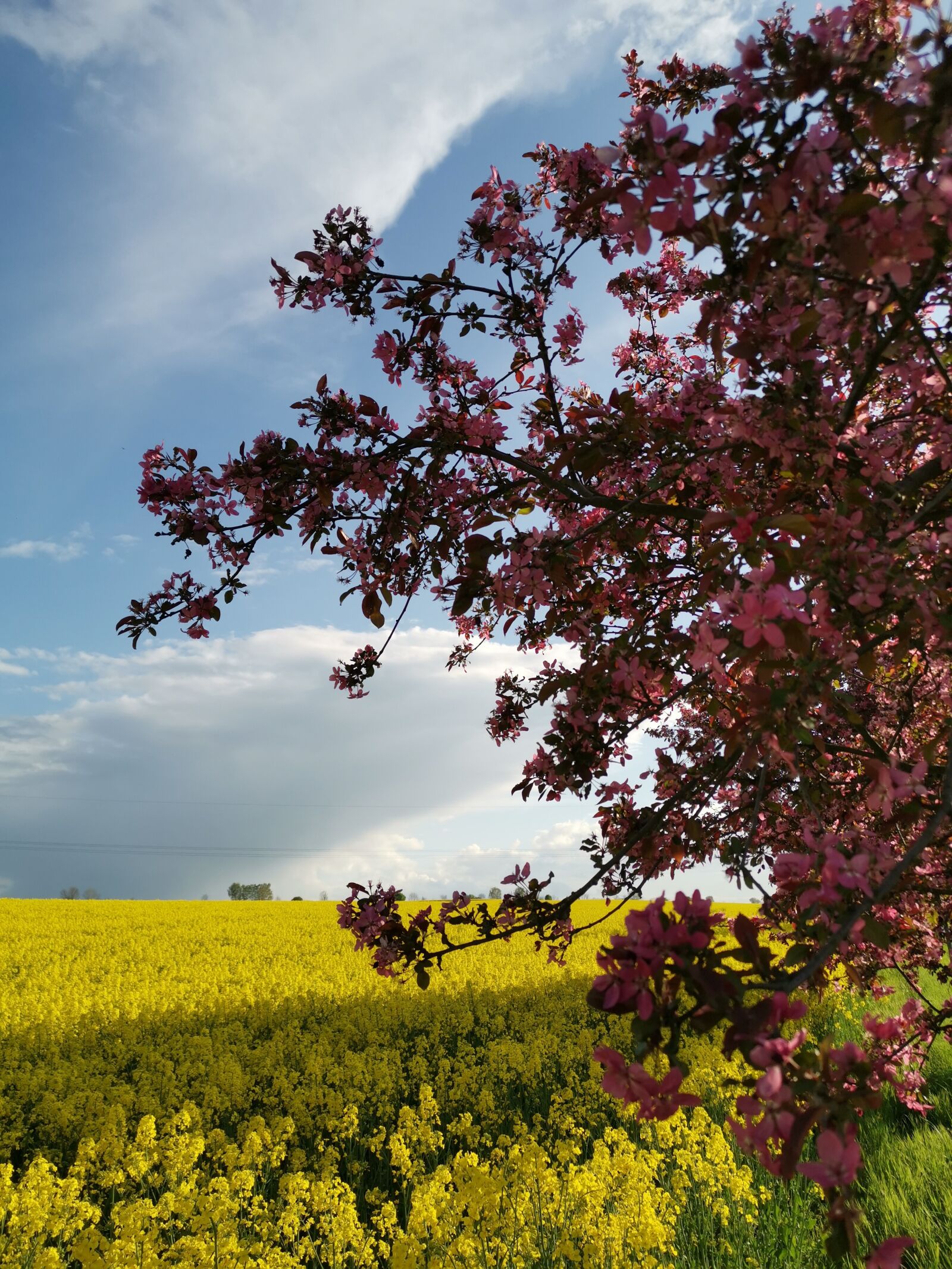 HUAWEI LYA-L29 sample photo. Spring, oilseed rape, flowers photography