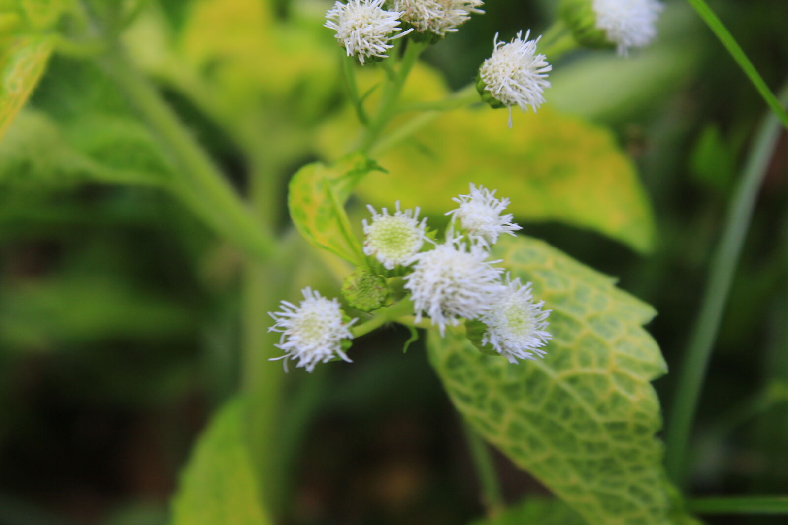 Canon EOS 650D (EOS Rebel T4i / EOS Kiss X6i) sample photo. Richeel, photography photography