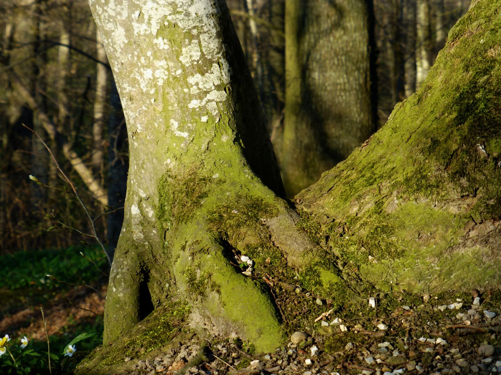 Panasonic DMC-TZ31 sample photo. Tree root, overgrown, log photography