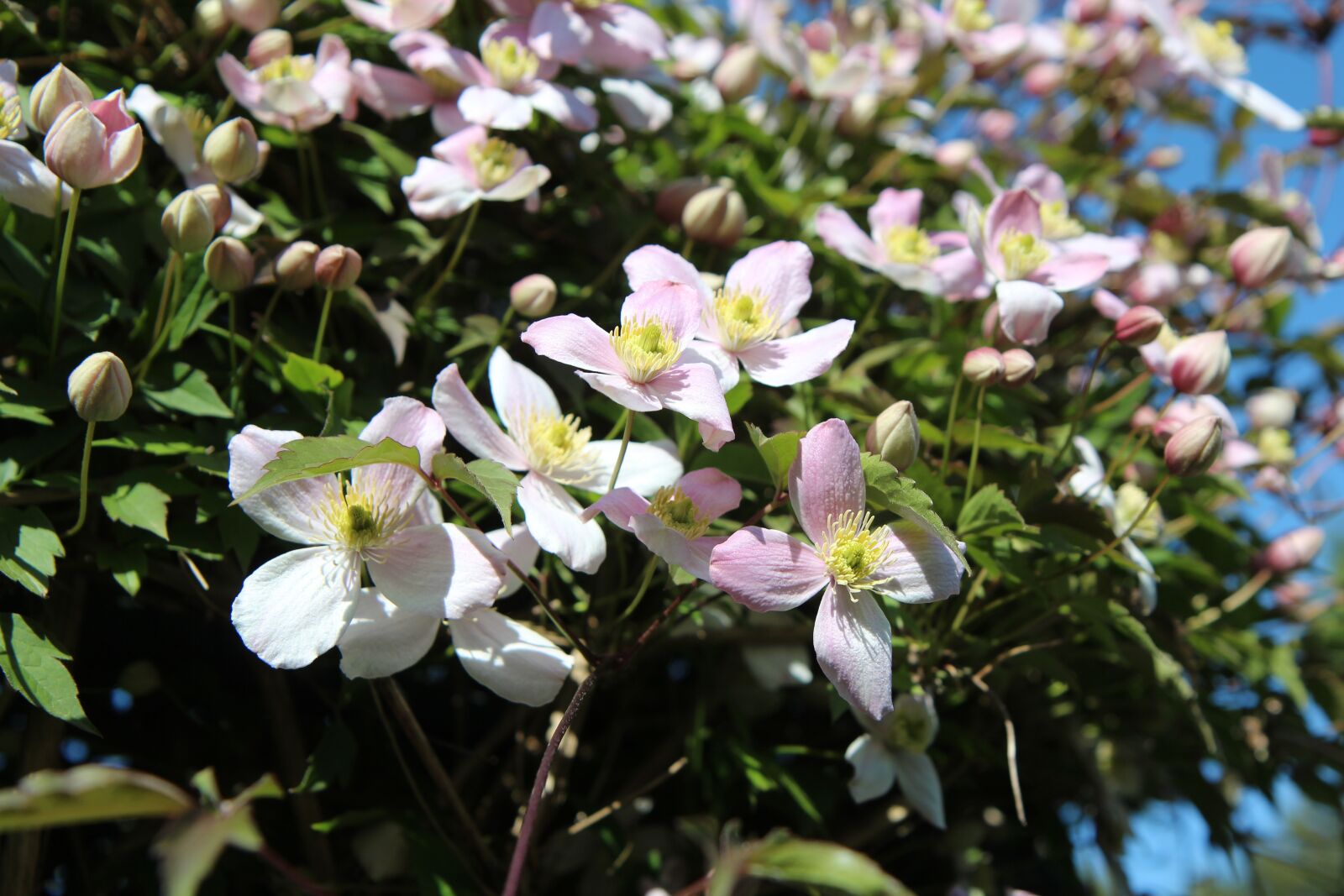 Canon EOS 600D (Rebel EOS T3i / EOS Kiss X5) sample photo. Clematis, clematis montana, clematis photography