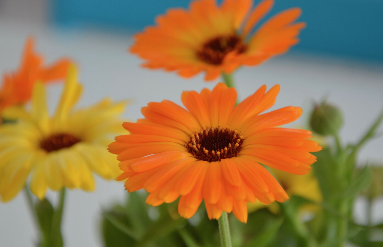 Nikon D5200 sample photo. Flowers, flower, plants photography