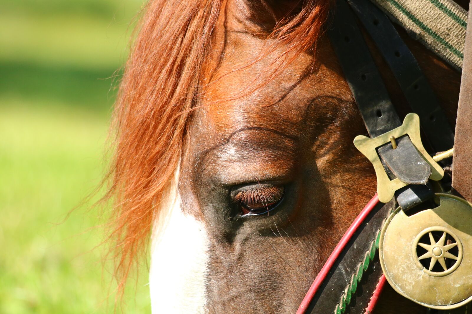 Canon EOS 750D (EOS Rebel T6i / EOS Kiss X8i) + Canon EF 70-300mm F4-5.6 IS USM sample photo. Horse, head, detail photography
