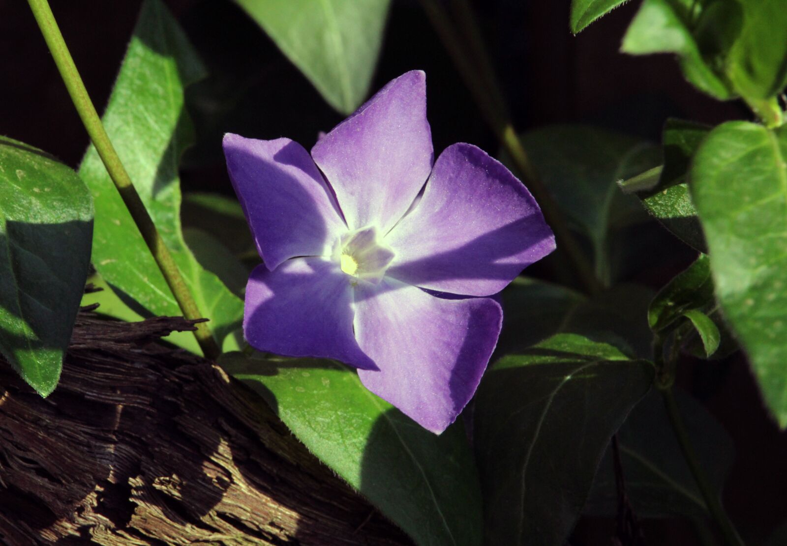 Canon EF-S 55-250mm F4-5.6 IS STM sample photo. Evergreen, blossom, bloom photography