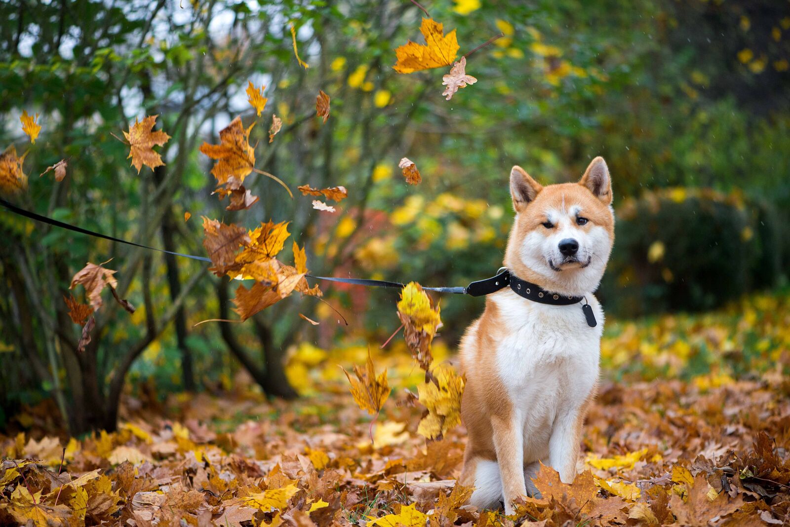 Nikon D610 sample photo. Animal, autumn, background photography