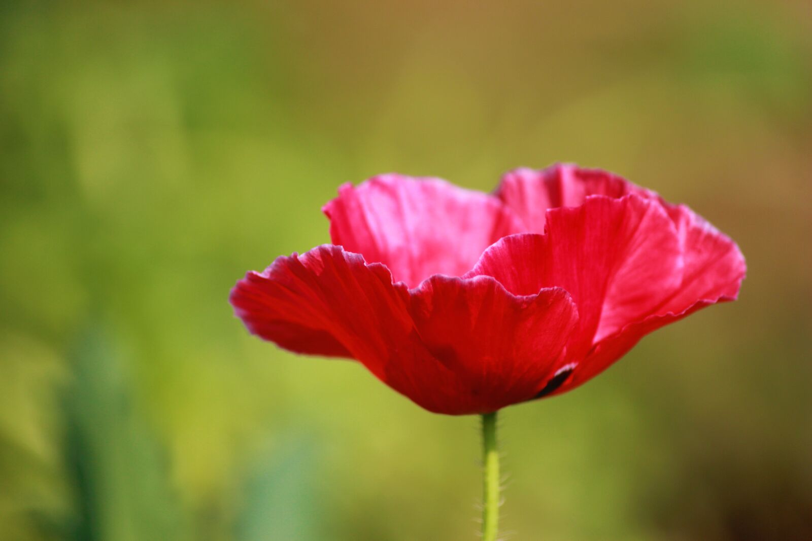 Canon EF-S 55-250mm F4-5.6 IS II sample photo. Red, petaled, flower photography