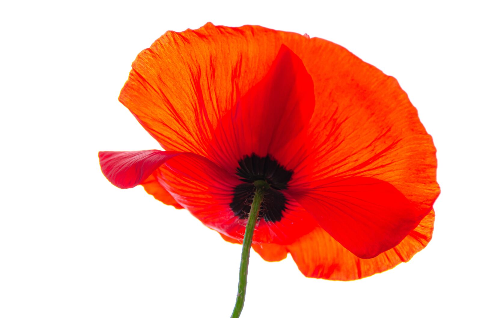 Nikon D7000 sample photo. Klatschmohn, poppy, blossom photography