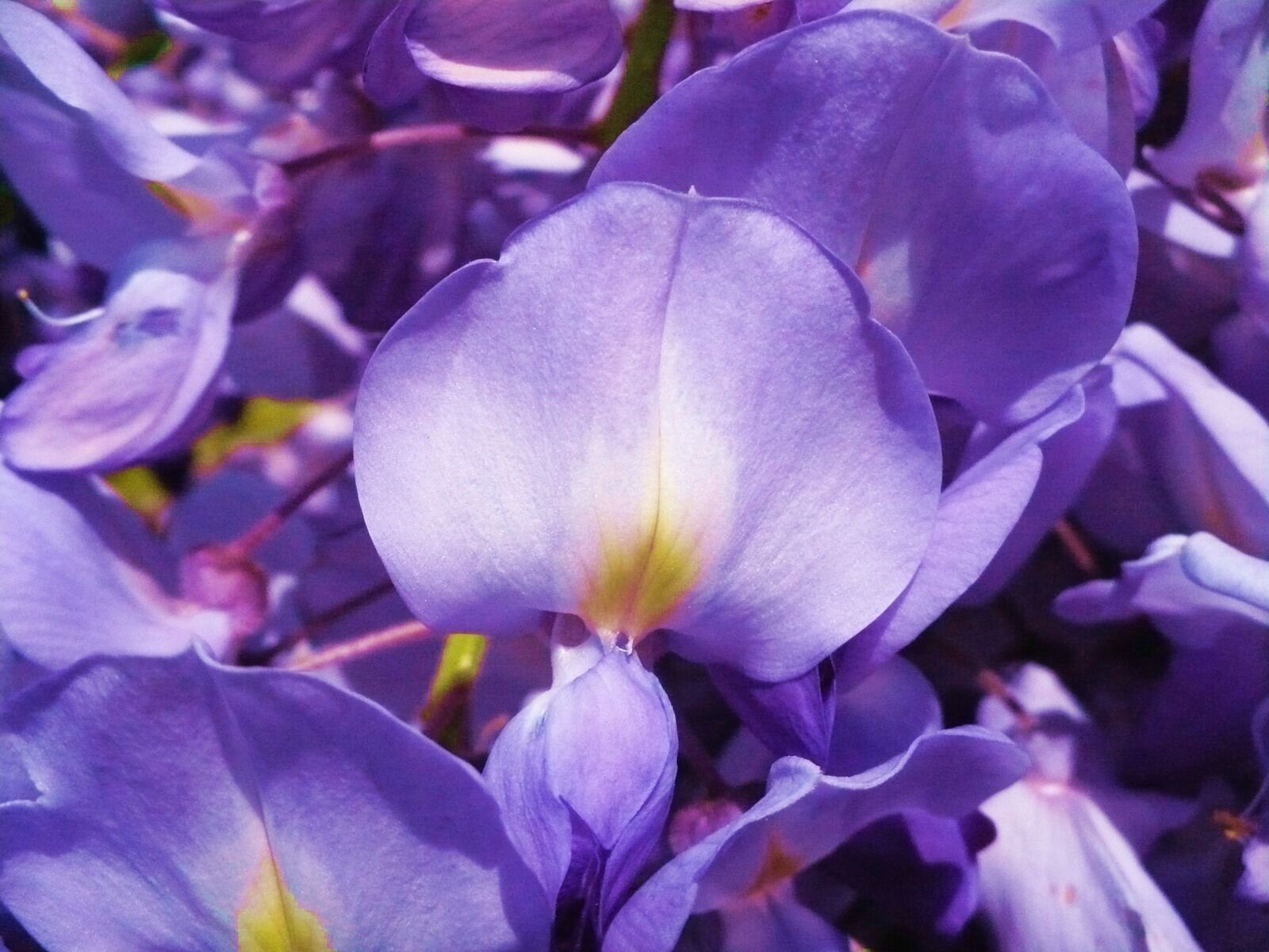 Panasonic DMC-LZ7 sample photo. Purple, flower, acacia photography
