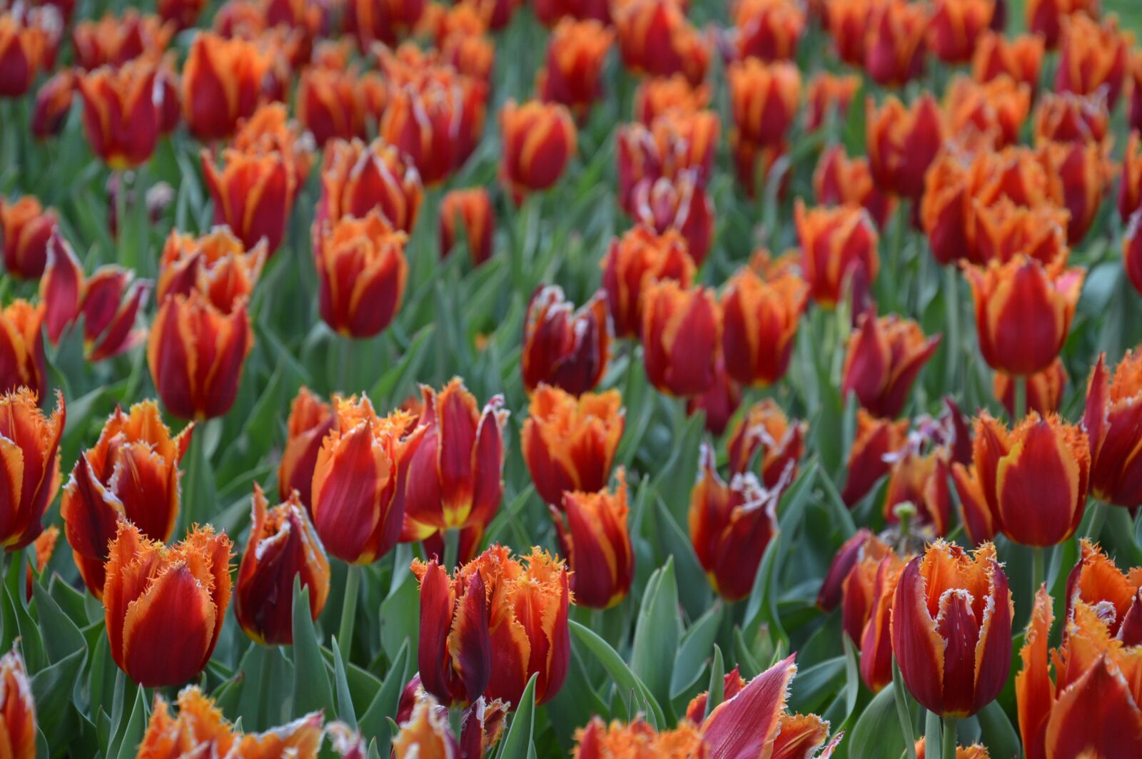 Nikon D3200 sample photo. Tulip, flower, garden photography