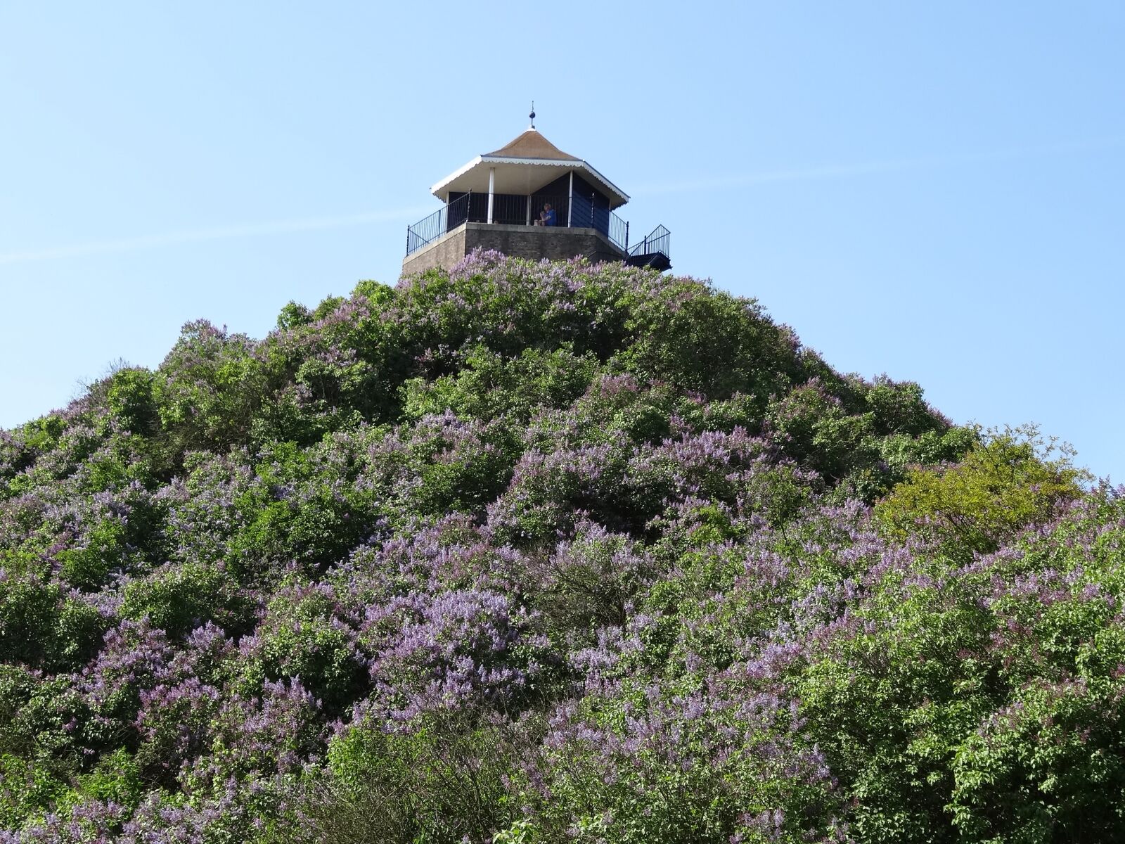 Sony Cyber-shot DSC-HX20V sample photo. Lilacs, lilac, mountain photography