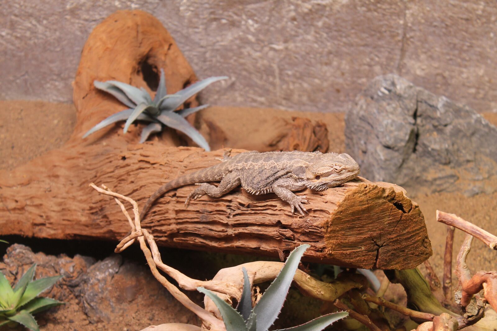 Canon EOS 1100D (EOS Rebel T3 / EOS Kiss X50) sample photo. Iguana, reptile, lizard photography