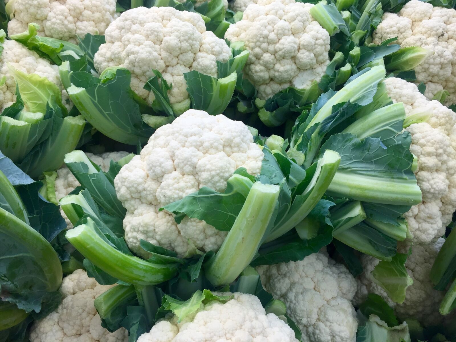 Apple iPhone 6 sample photo. Vegetable, cauliflower, cruciferous photography