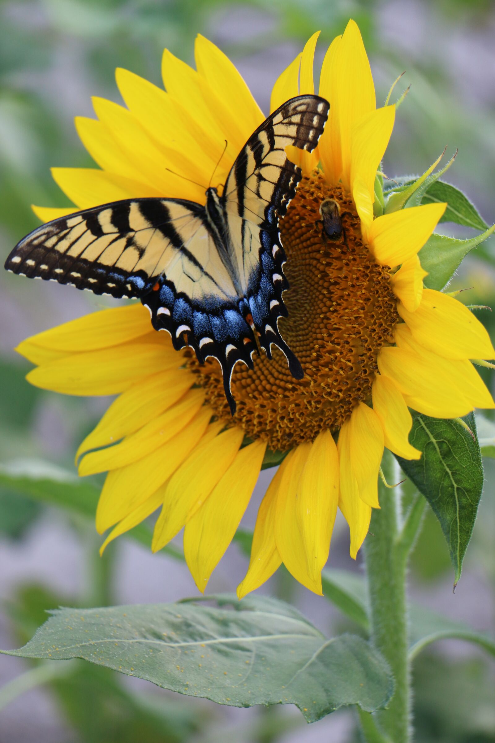 Canon EOS 70D + Canon EF-S 18-135mm F3.5-5.6 IS STM sample photo. Butterfly, flower, sunflower photography