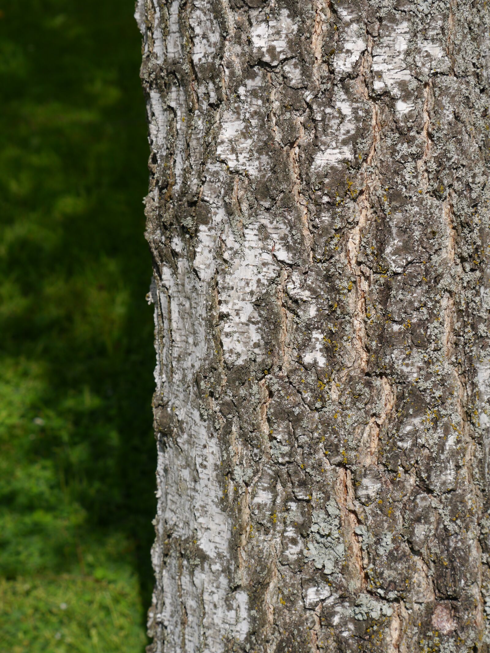 Panasonic Lumix DMC-G5 sample photo. Log, tree, bark photography