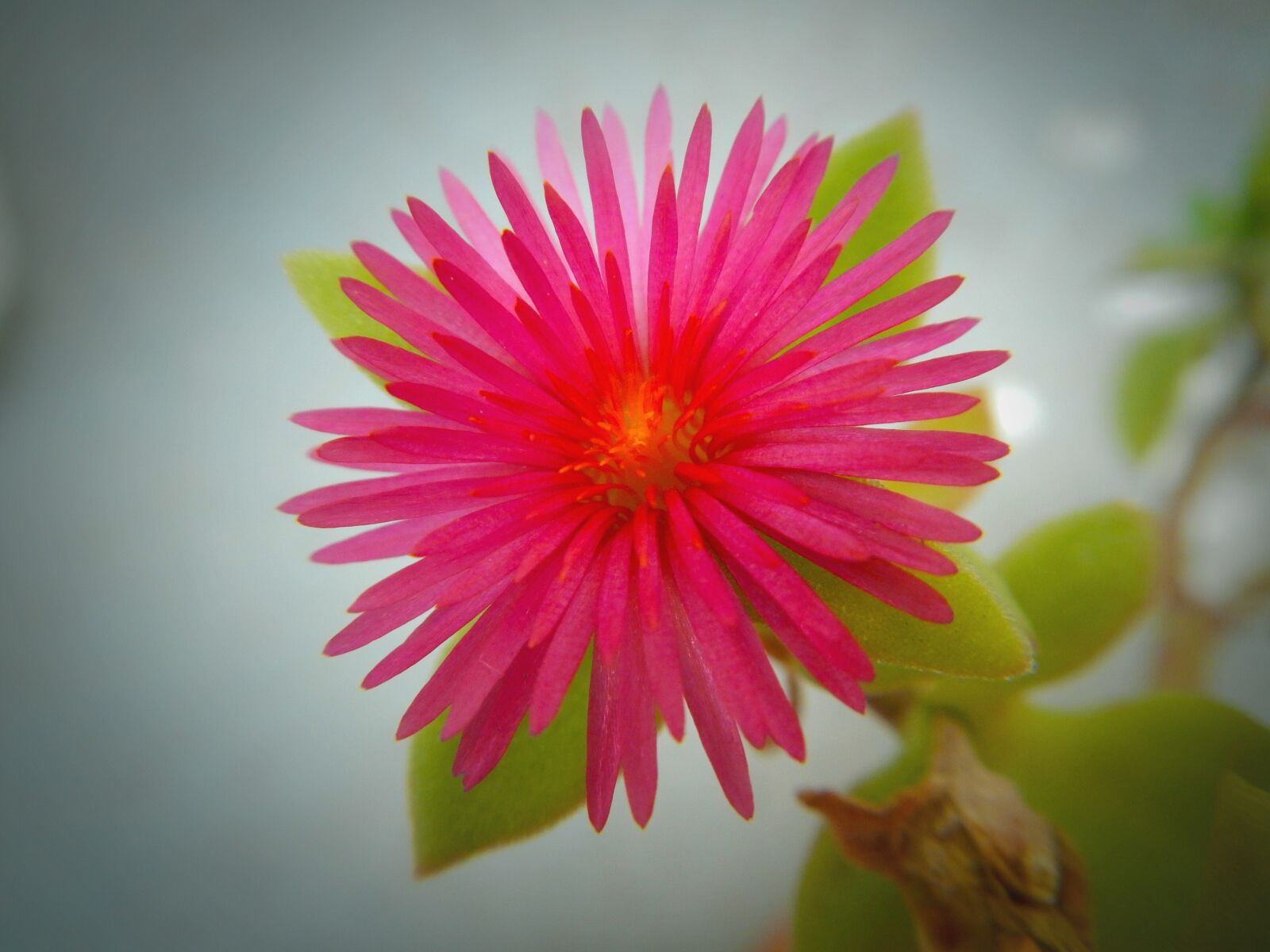 Nikon Coolpix AW110 sample photo. Nature, flower, plant photography