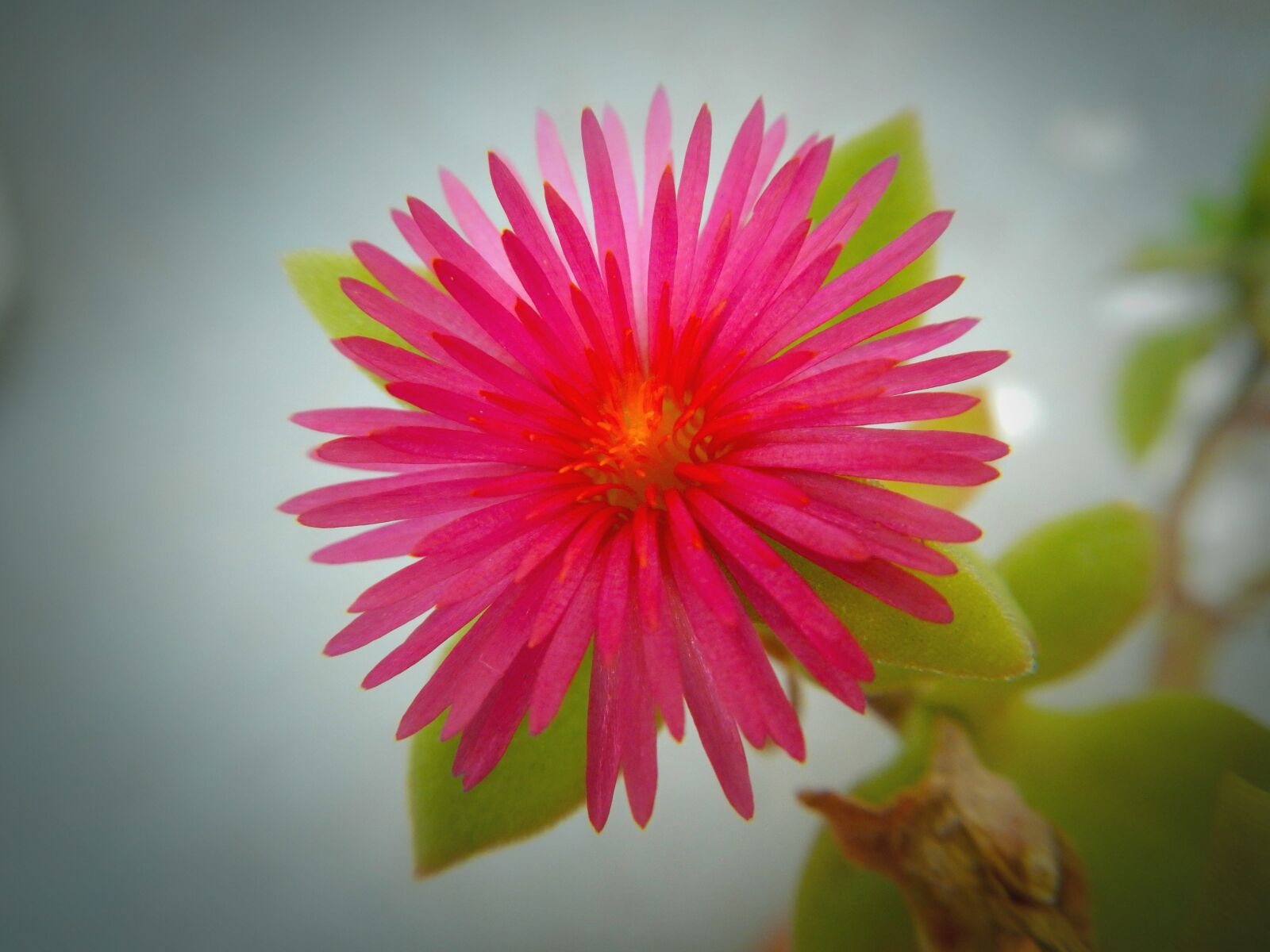 Nikon Coolpix AW110 sample photo. Nature, flower, plant photography