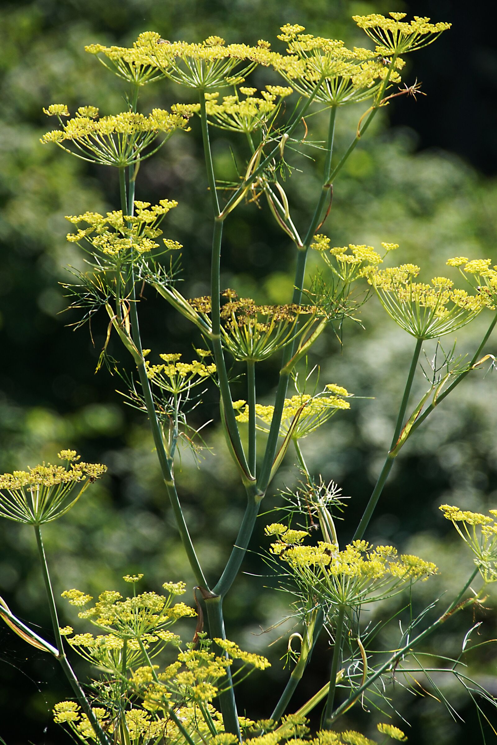 Sony ILCA-77M2 sample photo. Fennel, plant, flower photography