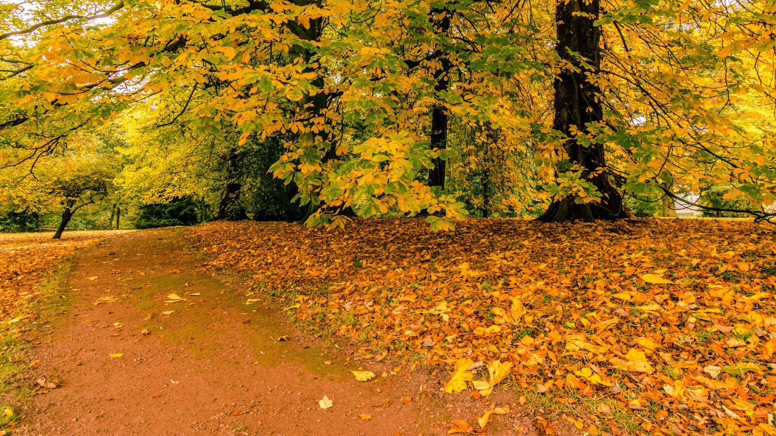Nikon D7100 sample photo. Wood, landscape, leaf, nature photography