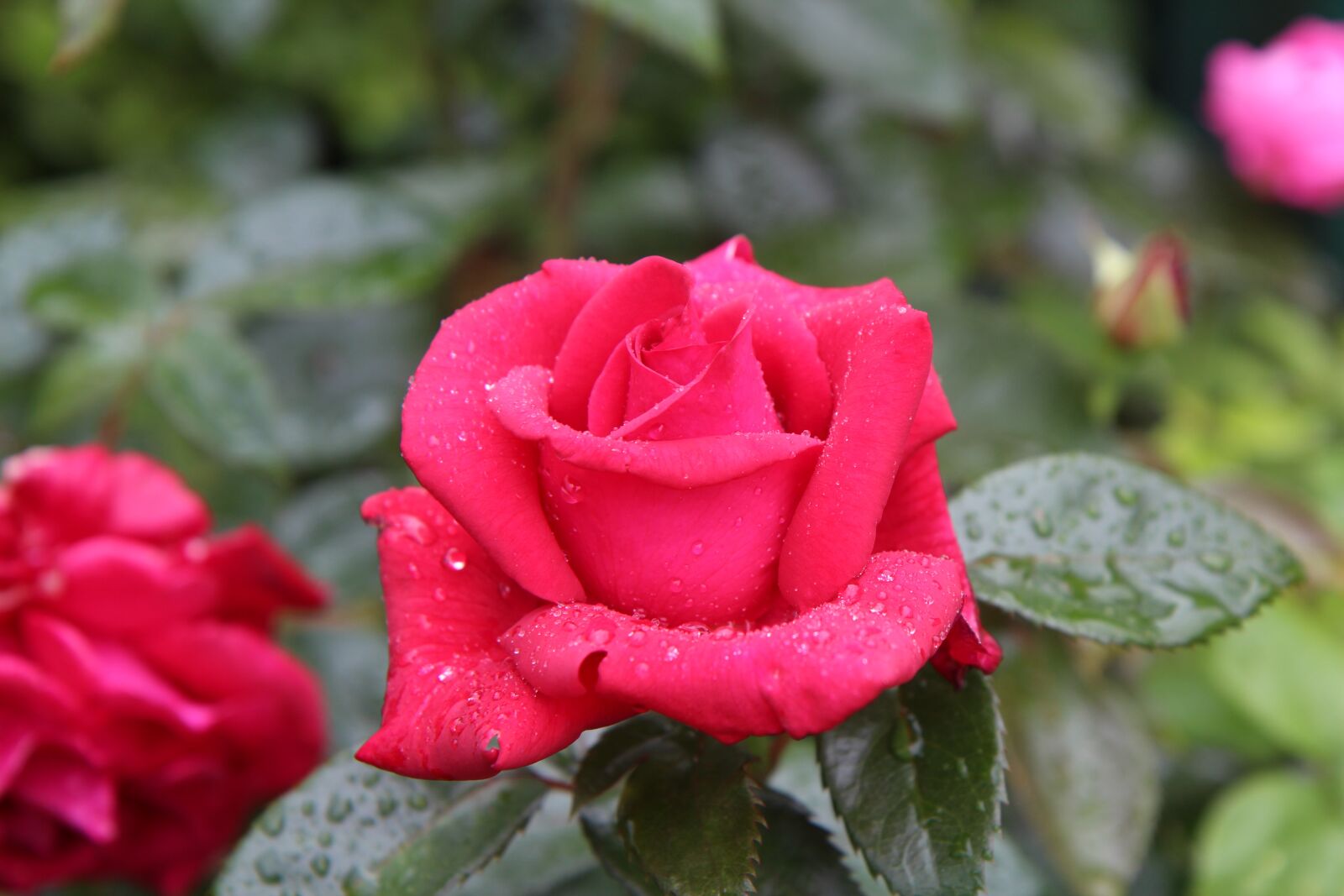 Canon EOS 600D (Rebel EOS T3i / EOS Kiss X5) sample photo. Pink, red rose, rose photography