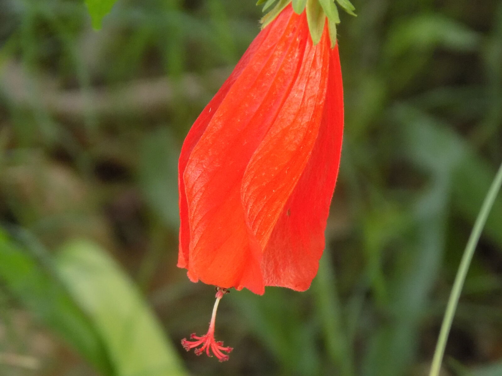 Nikon COOLPIX L340 sample photo. Beautiful, flowers, flower, garden photography