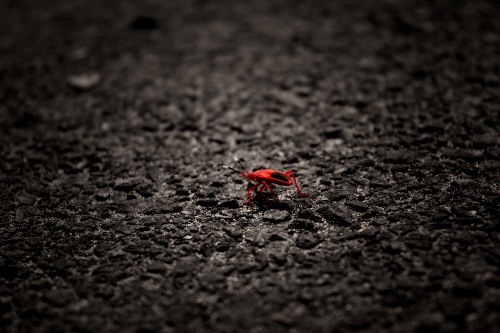 Nikon D5200 sample photo. Ladybug, red, black photography