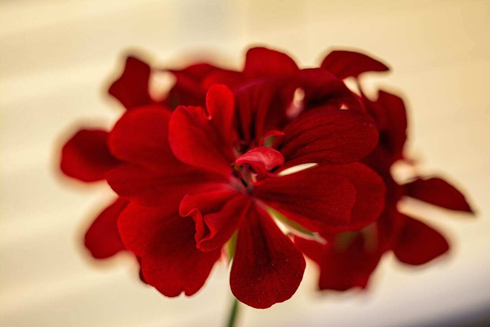 Nikon D7100 sample photo. Nutmeg, red, in bloom photography