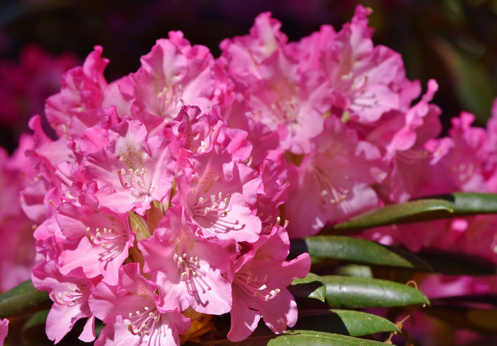 Nikon D7200 sample photo. Rhododendron, rhododendron buds, rhododendron photography