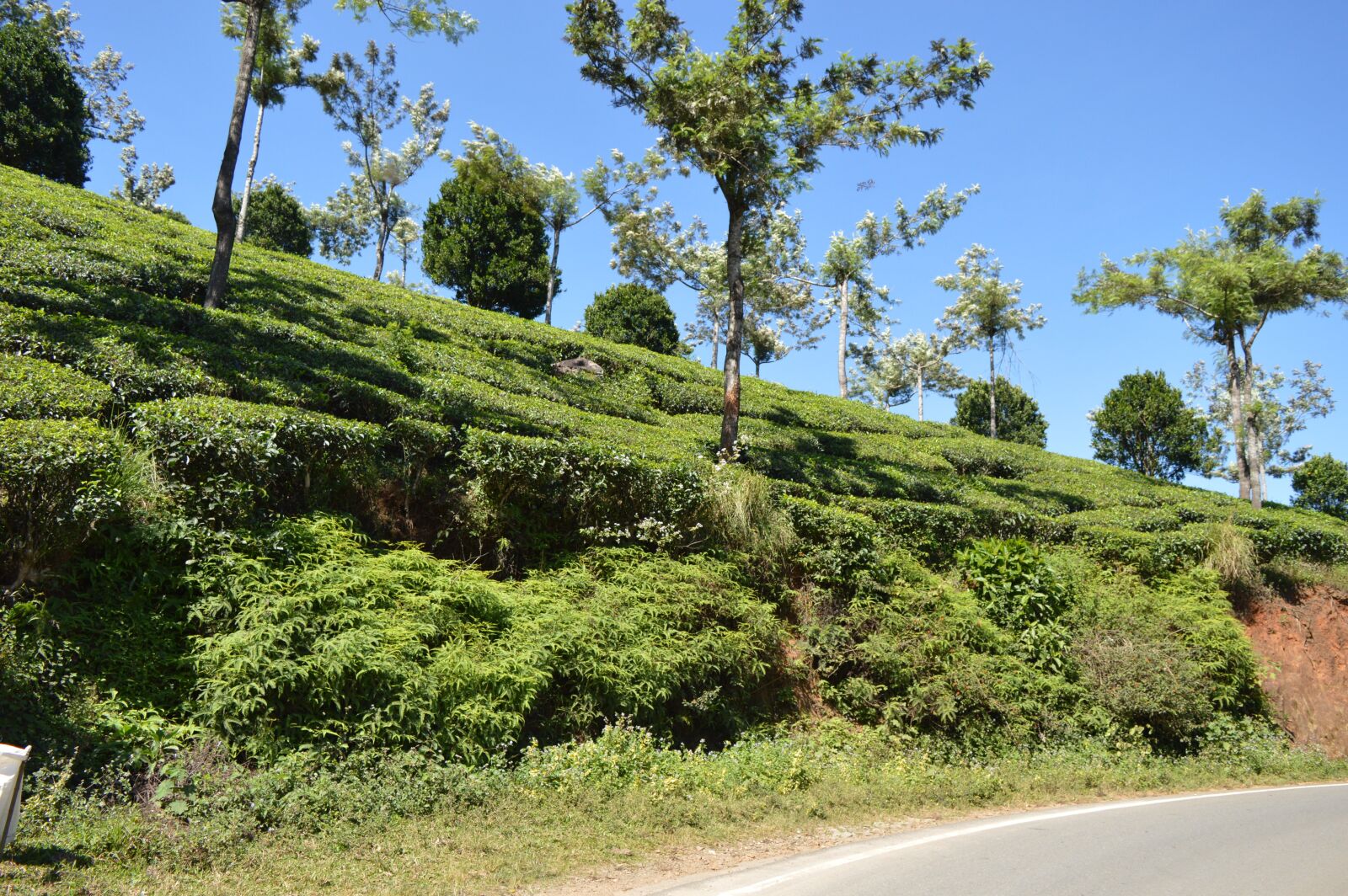 Nikon D3200 sample photo. Nature, munnar, kerala photography