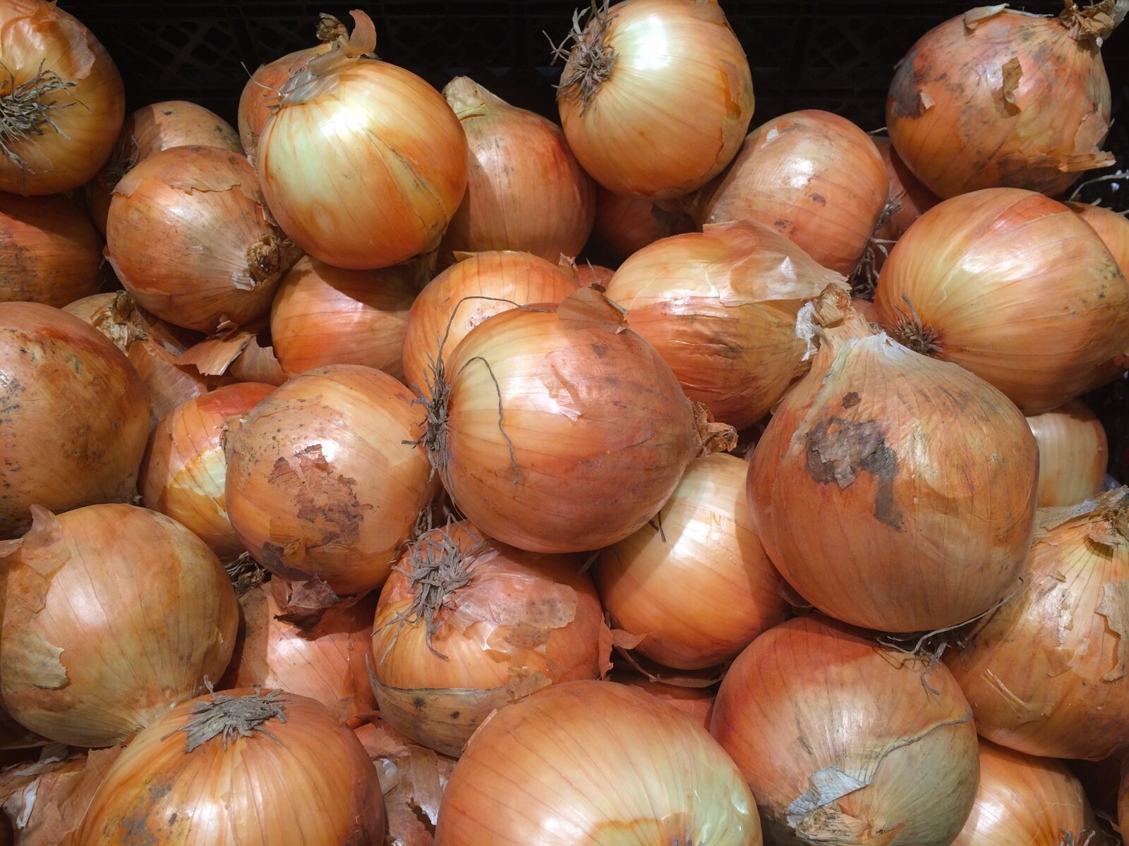 iPhone 5s back camera 4.15mm f/2.2 sample photo. Onions, pile up, vegetables photography