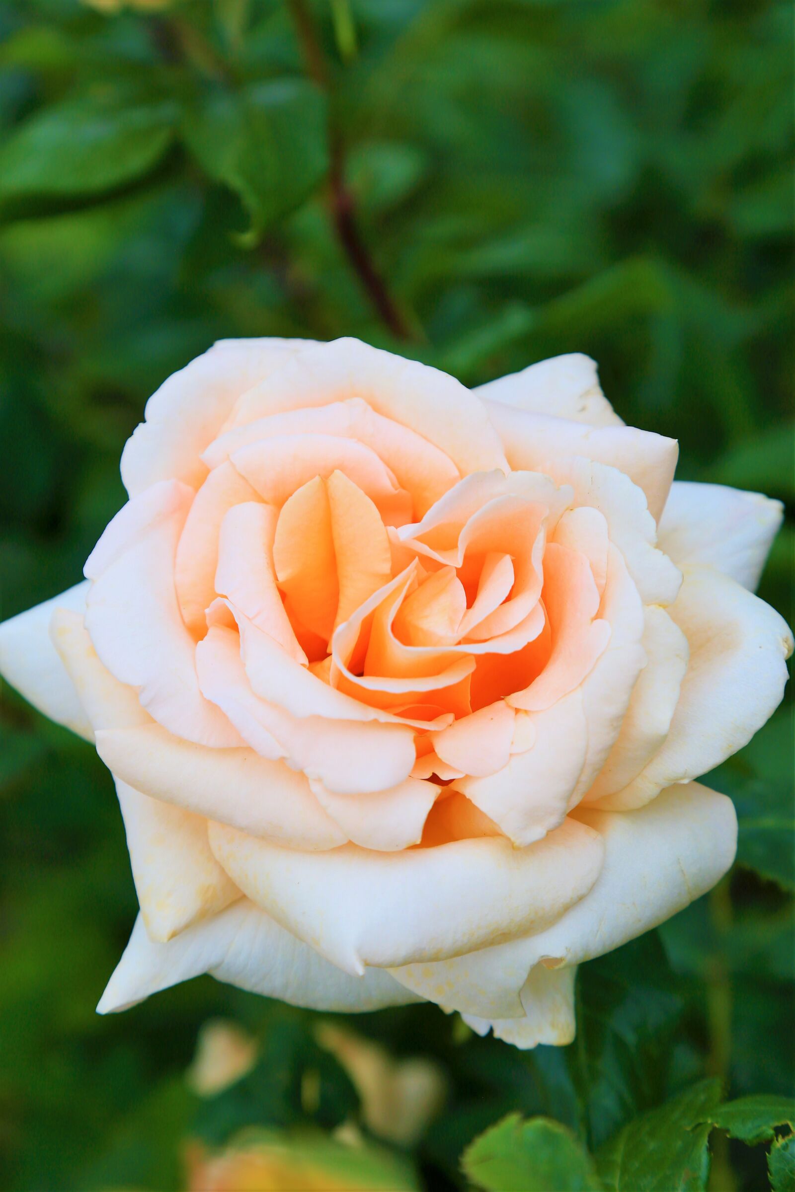 Canon EF 24-105mm F4L IS USM sample photo. Rose, spring, nature photography