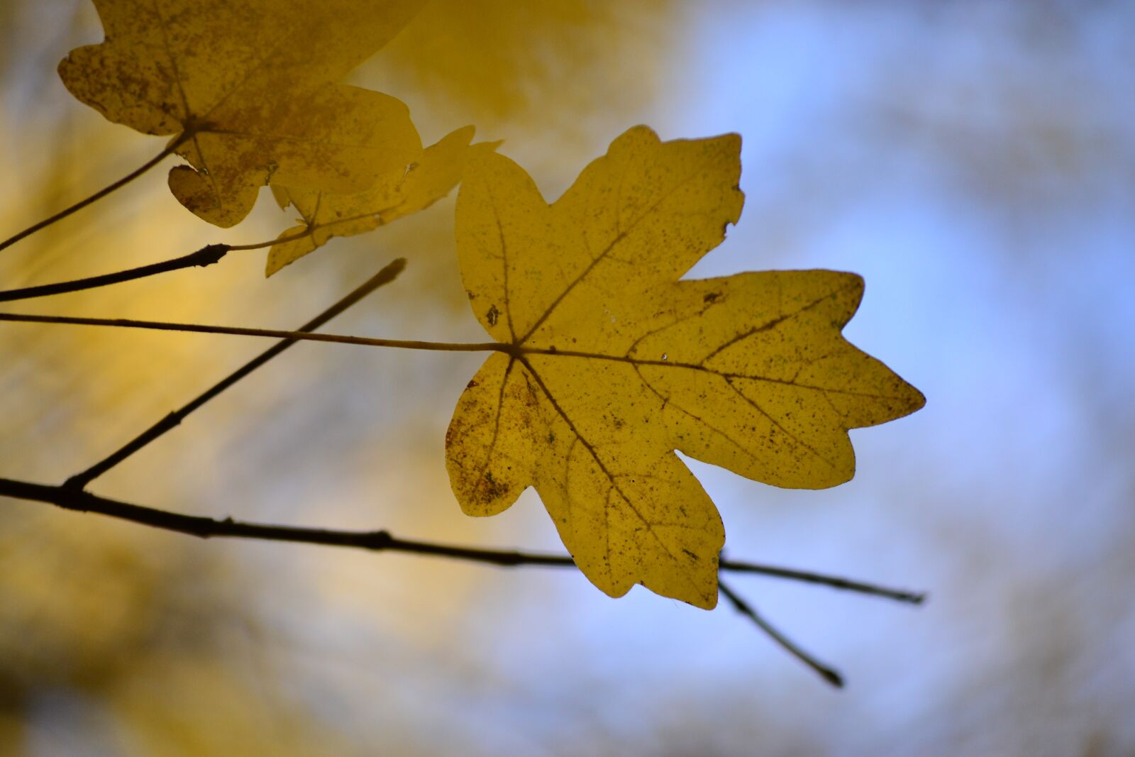 Nikon D3100 sample photo. Foliage, color, autumn photography