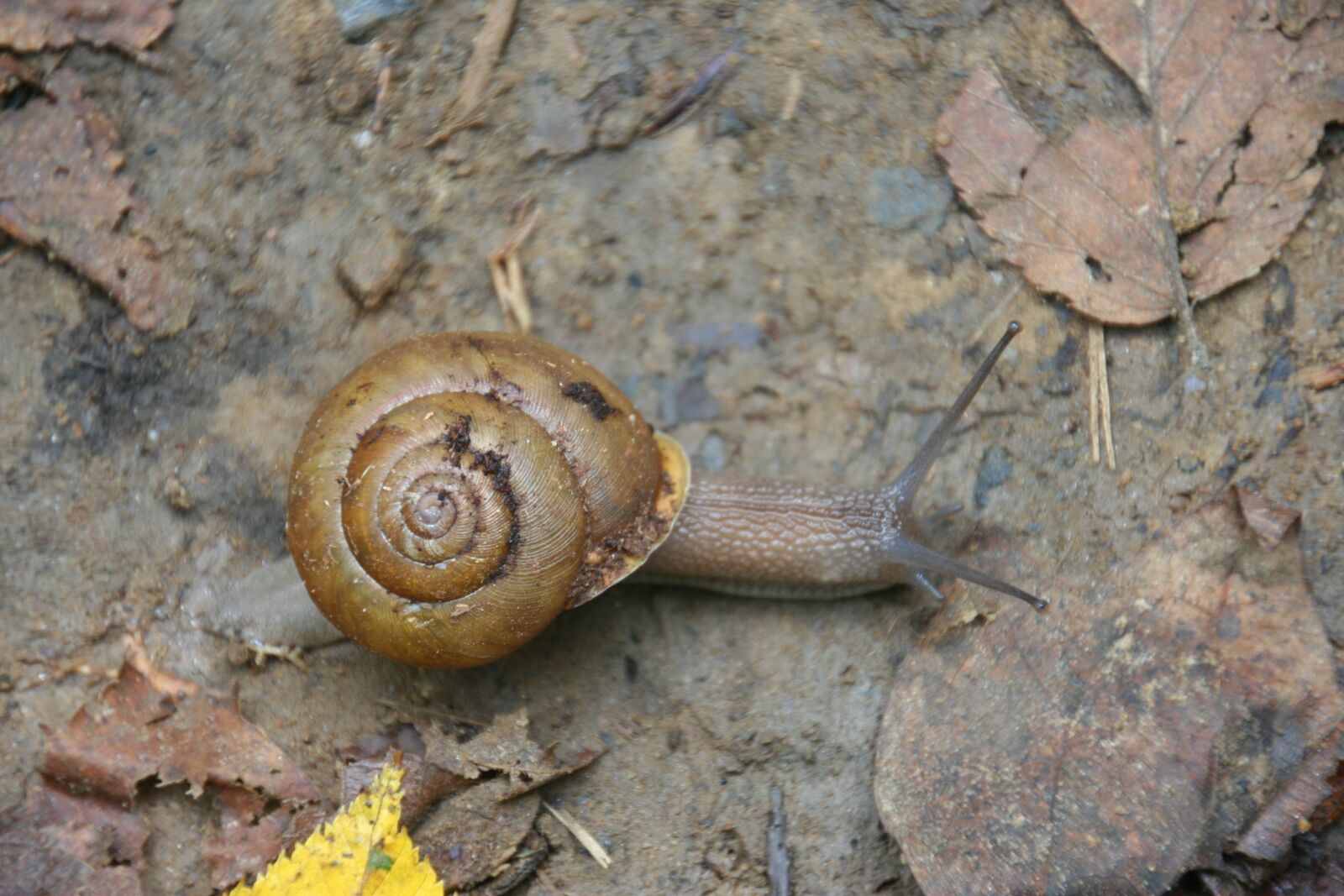 Canon EOS 350D (EOS Digital Rebel XT / EOS Kiss Digital N) sample photo. Snail, shell, gastropod photography