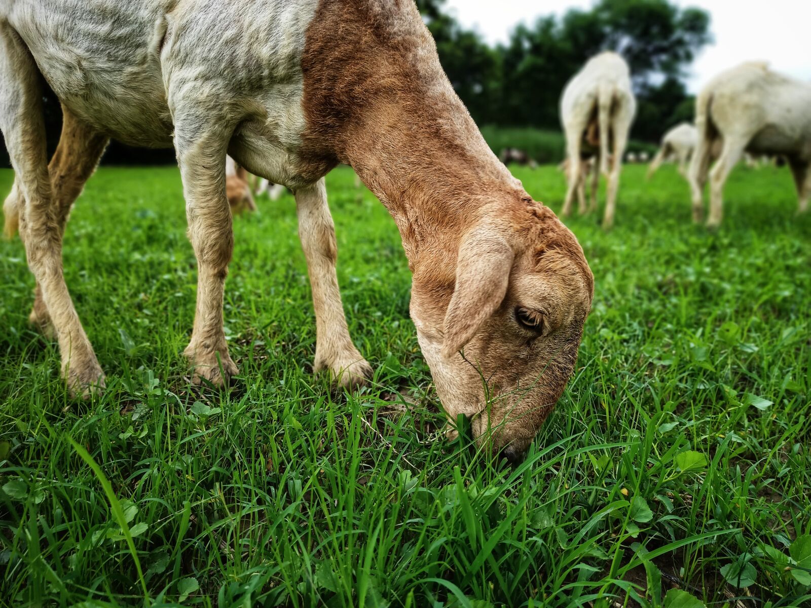 Realme RMX2001 sample photo. Goats, nature, green photography