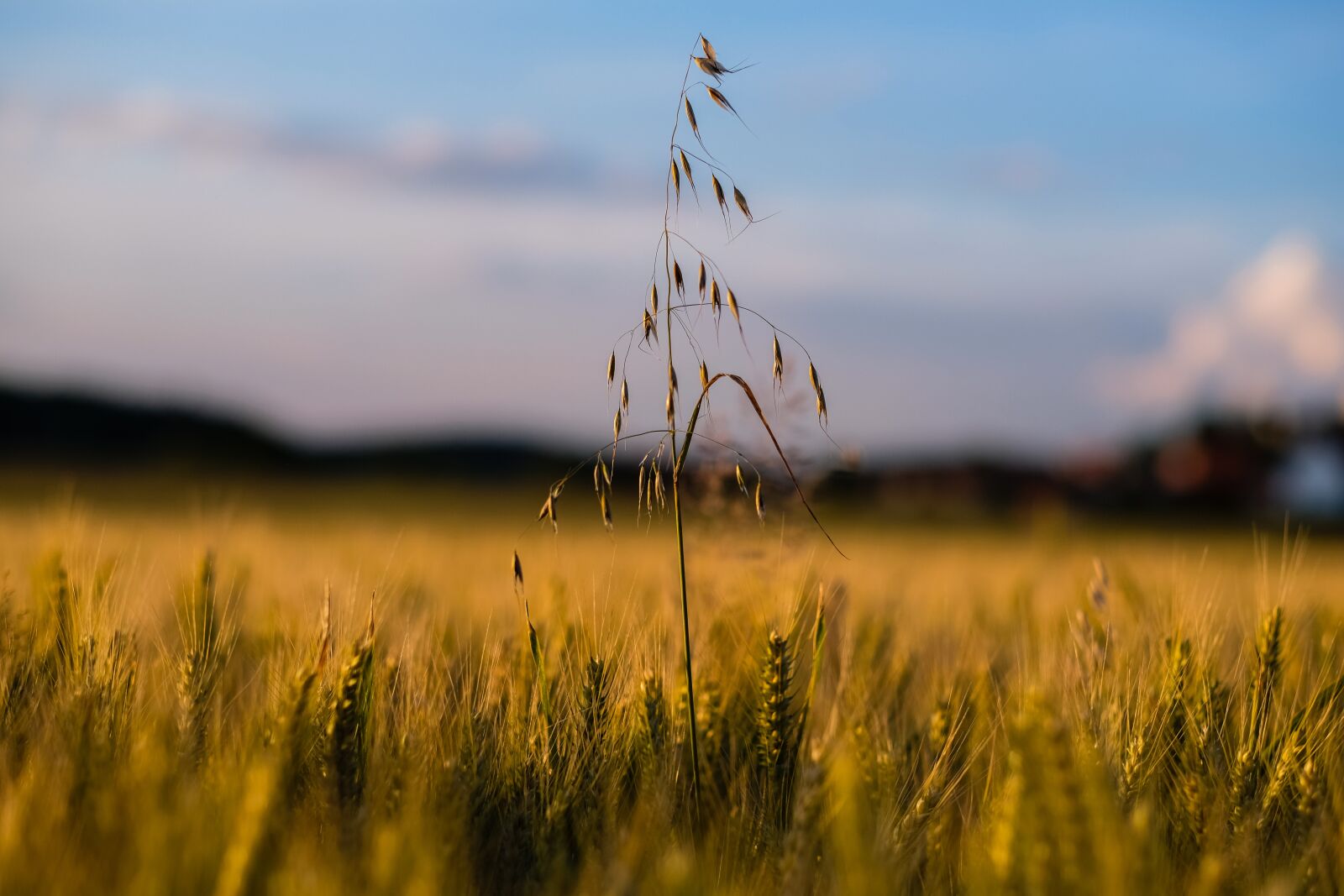 Fujifilm X-T2 + Fujifilm XF 56mm F1.2 R sample photo. Field, cereals, wheat photography