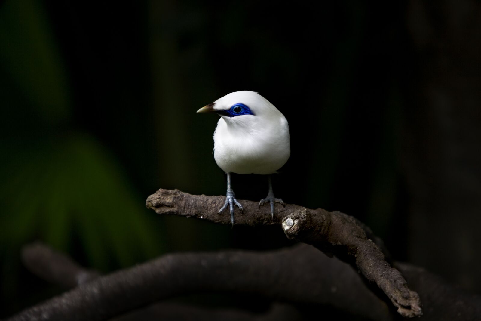 Canon EOS 5D sample photo. Bird, wild, nature photography