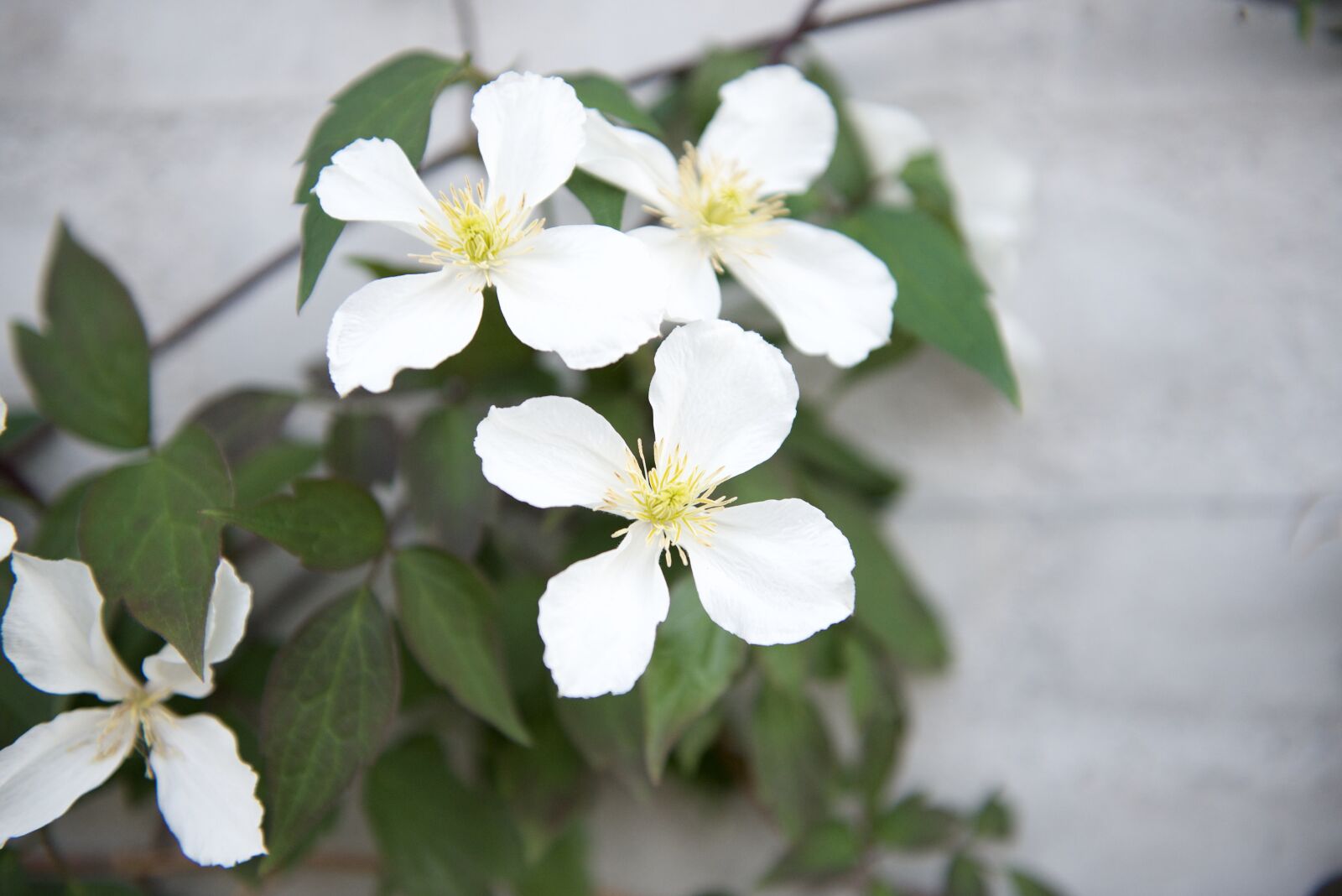 Nikon D600 sample photo. White flower, summer flower photography
