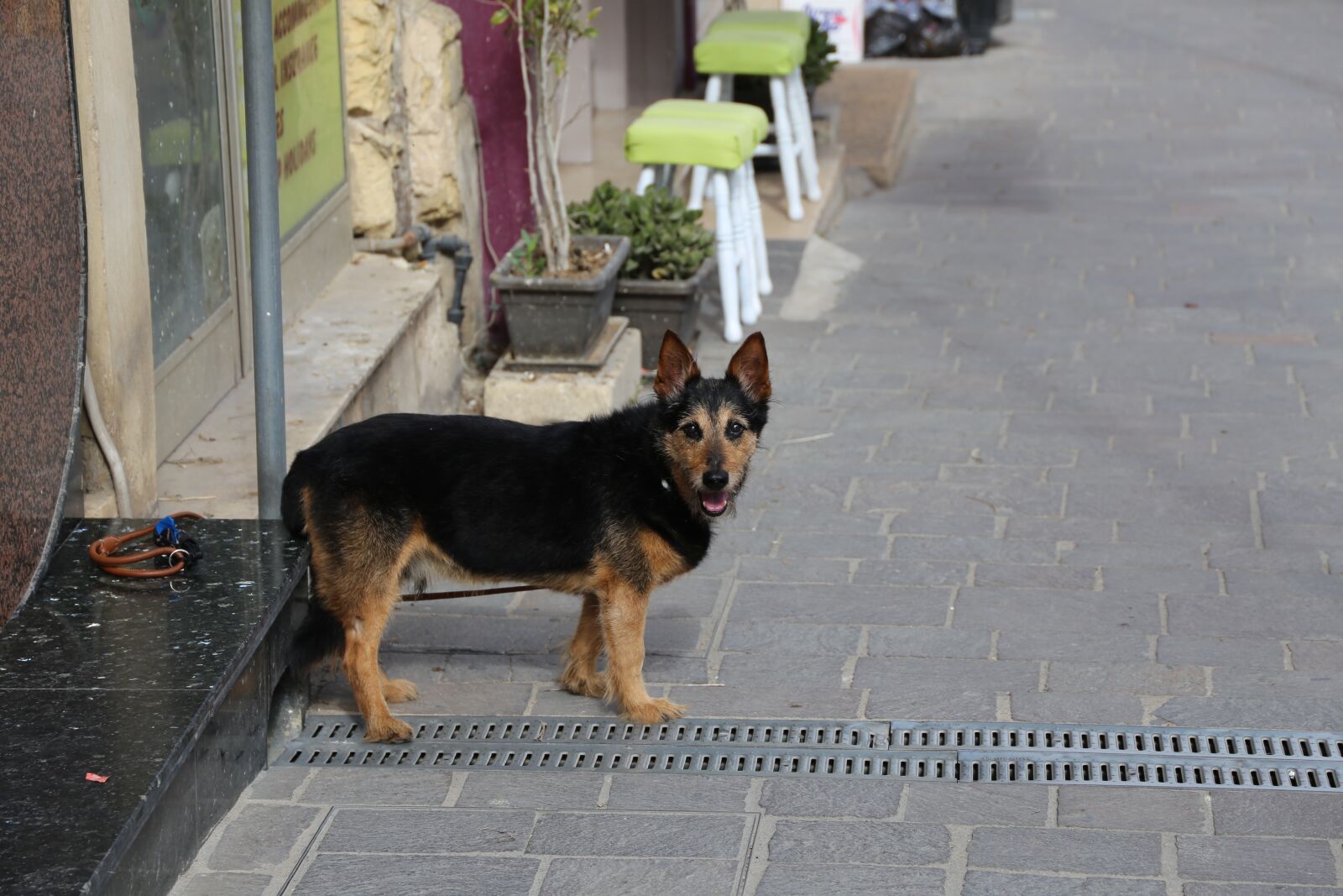 Canon EF 24-105mm F3.5-5.6 IS STM sample photo. Dog, street, waiting photography