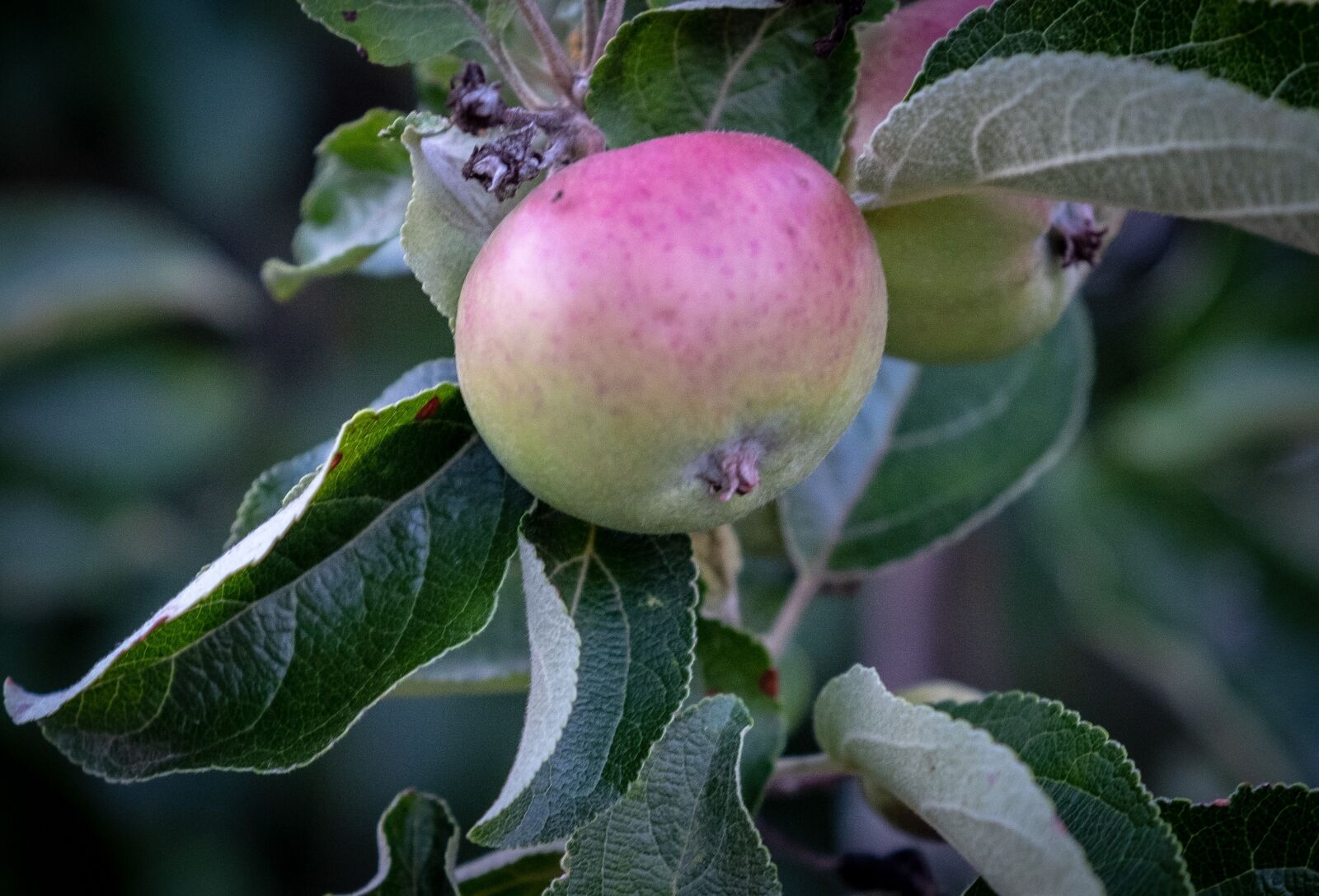 Fujifilm X-T2 sample photo. Fruit, apple, pear photography