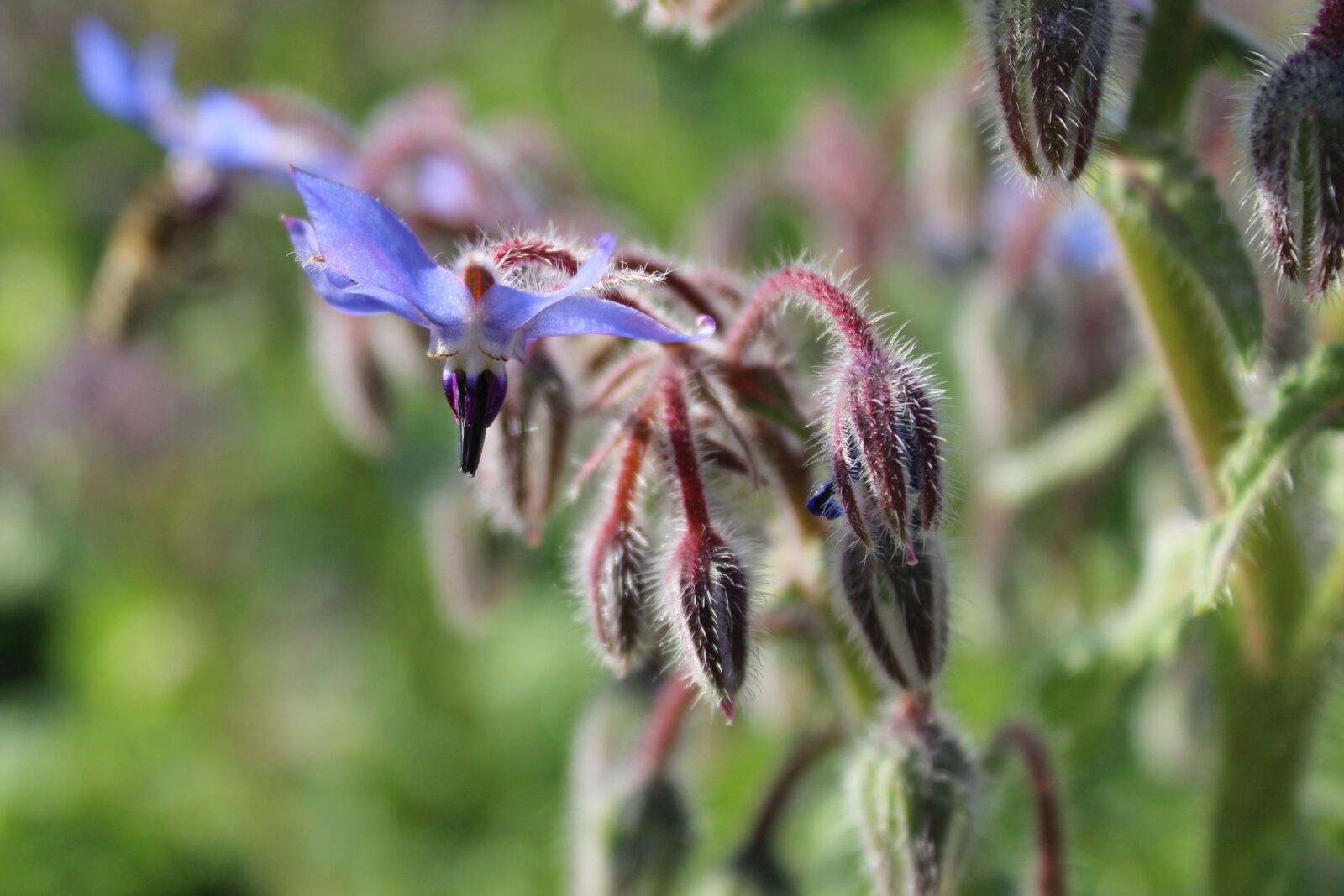 Canon EOS 600D (Rebel EOS T3i / EOS Kiss X5) sample photo. Blossom, bloom, borage photography