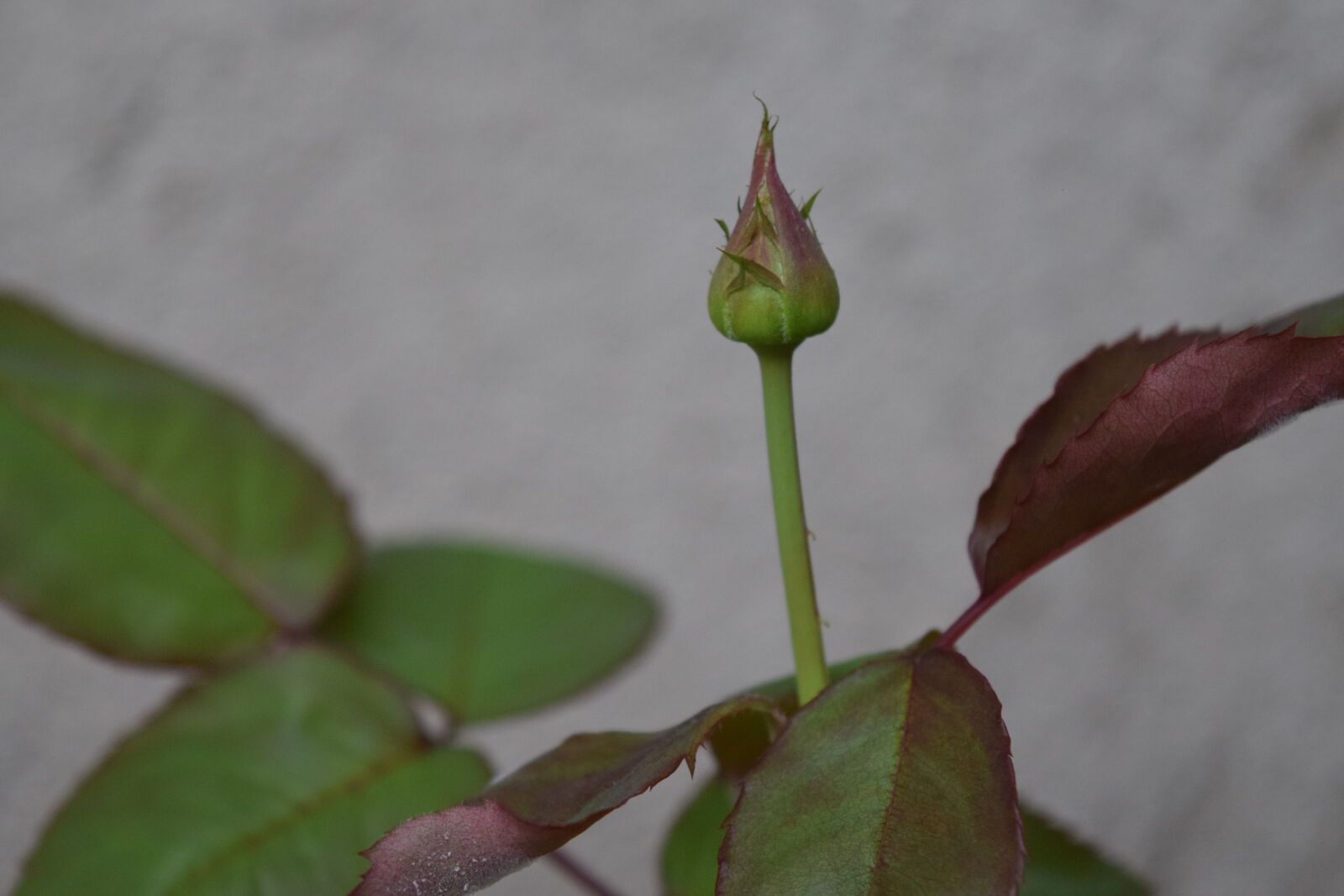 Nikon D3300 sample photo
