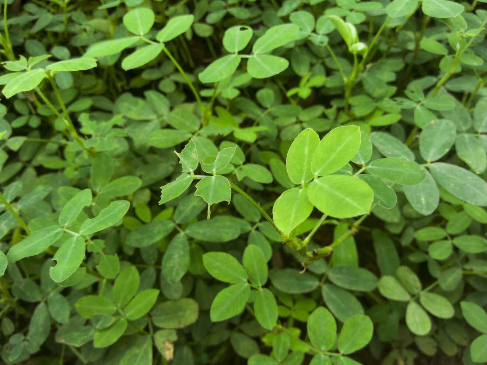 OPPO A37fw-International sample photo. Plants, green, leaf photography