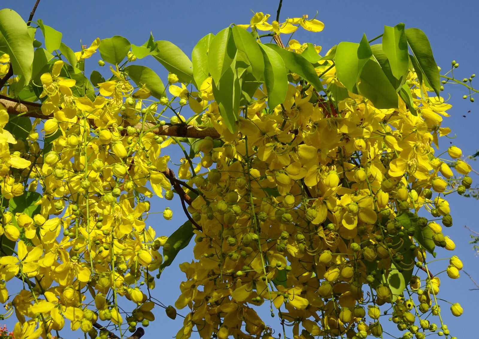 Sony DSC-WX800 sample photo. Flower, golden shower, cassia photography