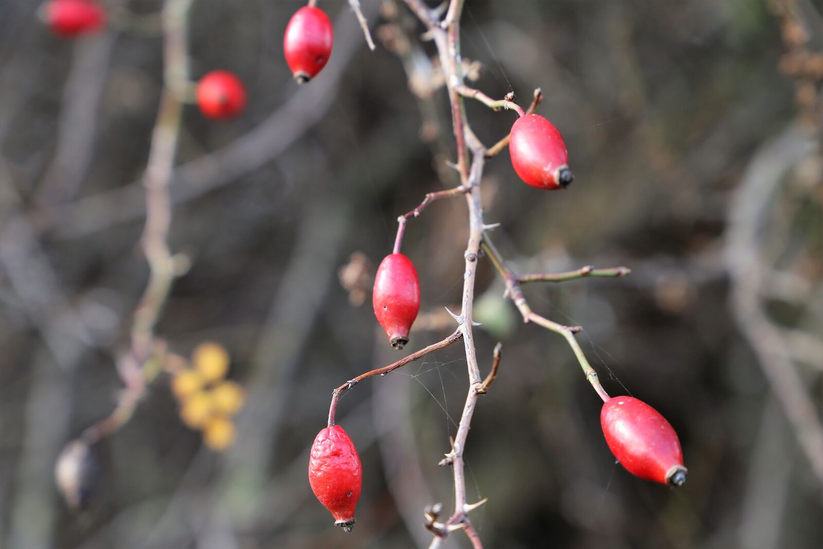 Canon EF 24-105mm F3.5-5.6 IS STM sample photo. Dog rose, rose hip photography
