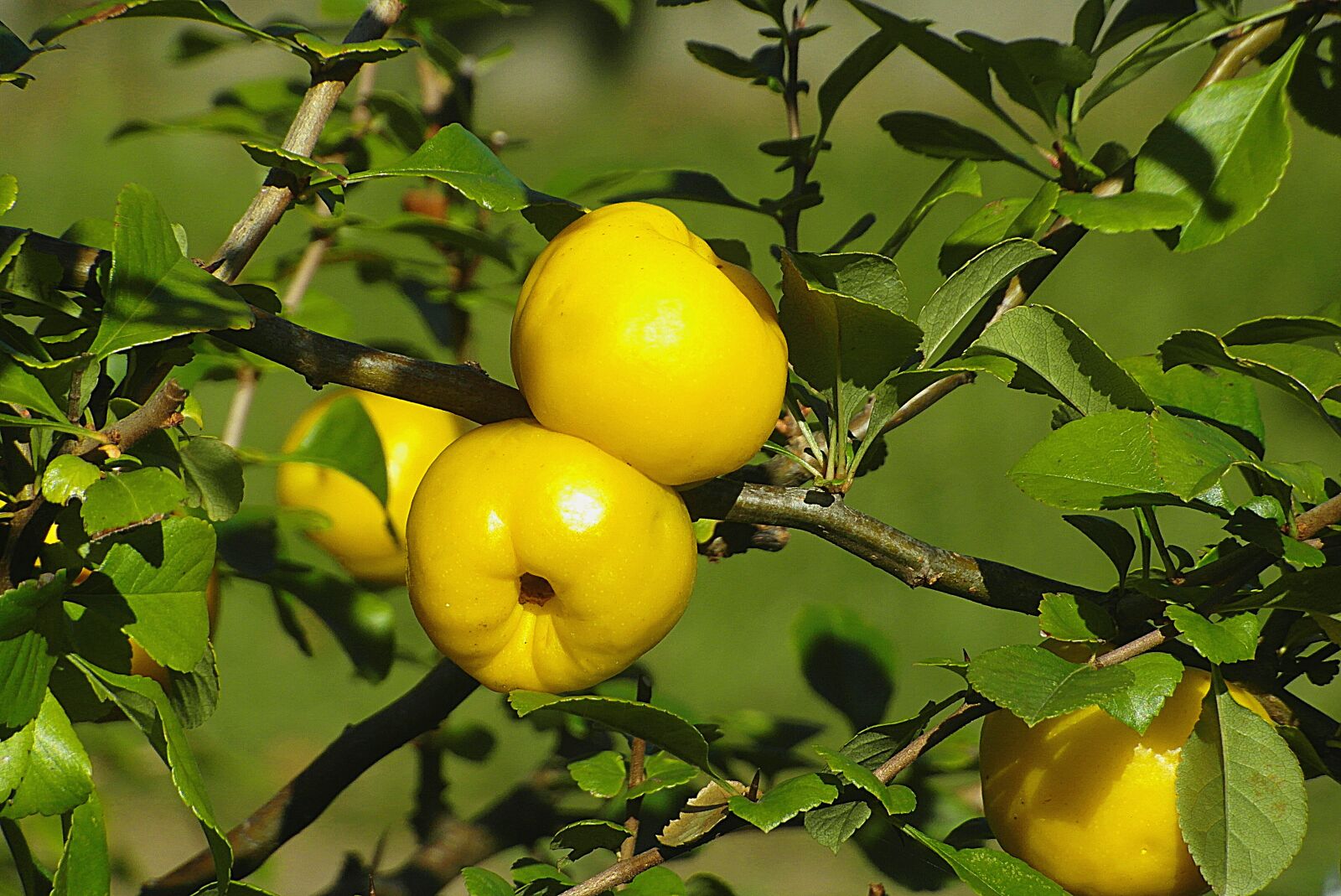 Samsung WB750 sample photo. Quince decorative, poland lemon photography
