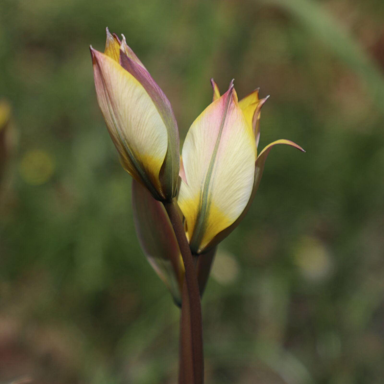Canon EOS 77D (EOS 9000D / EOS 770D) sample photo. Tulip, yellow, flower photography