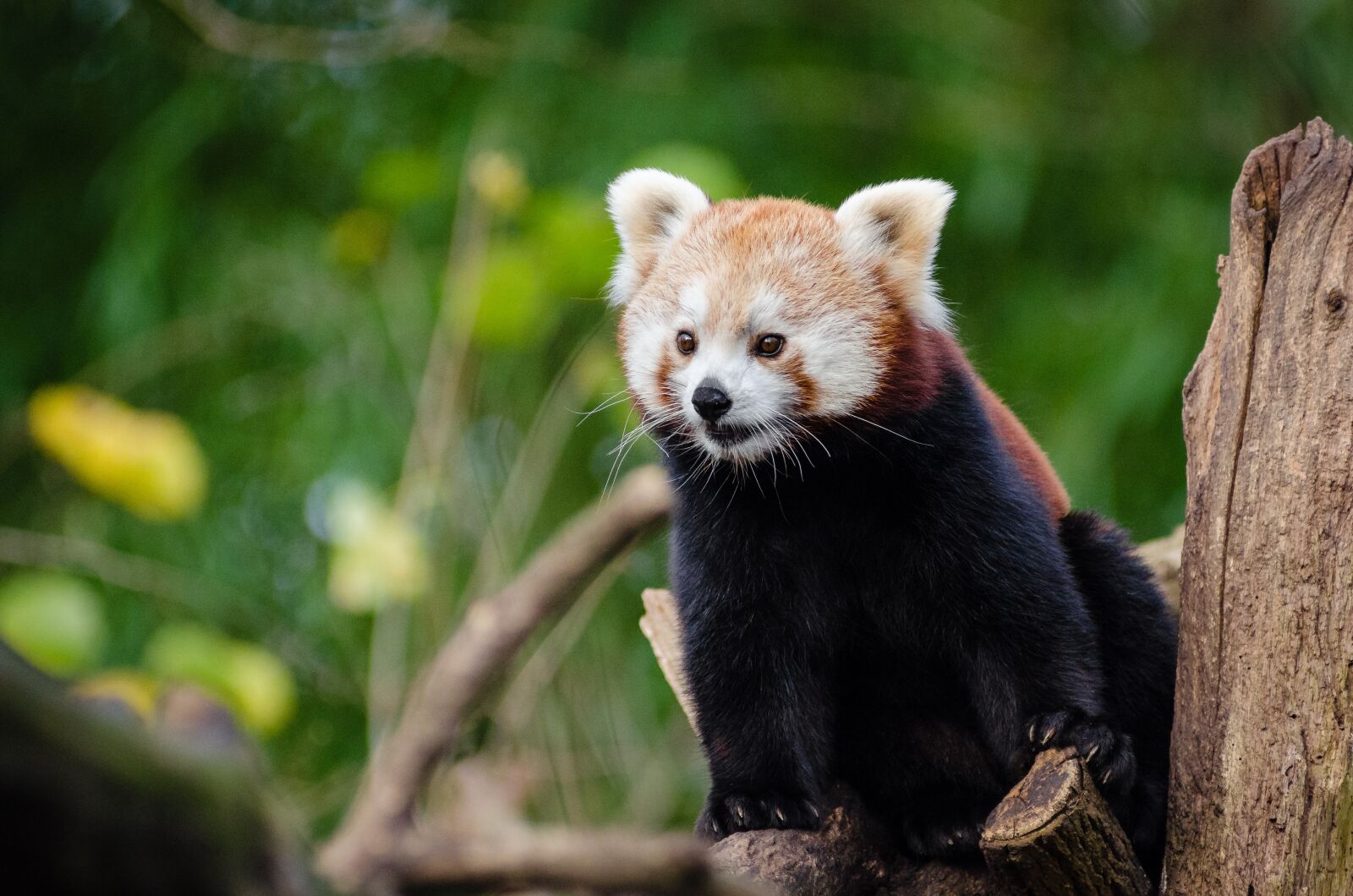 Nikon D7000 sample photo. Animal, cute, nature photography