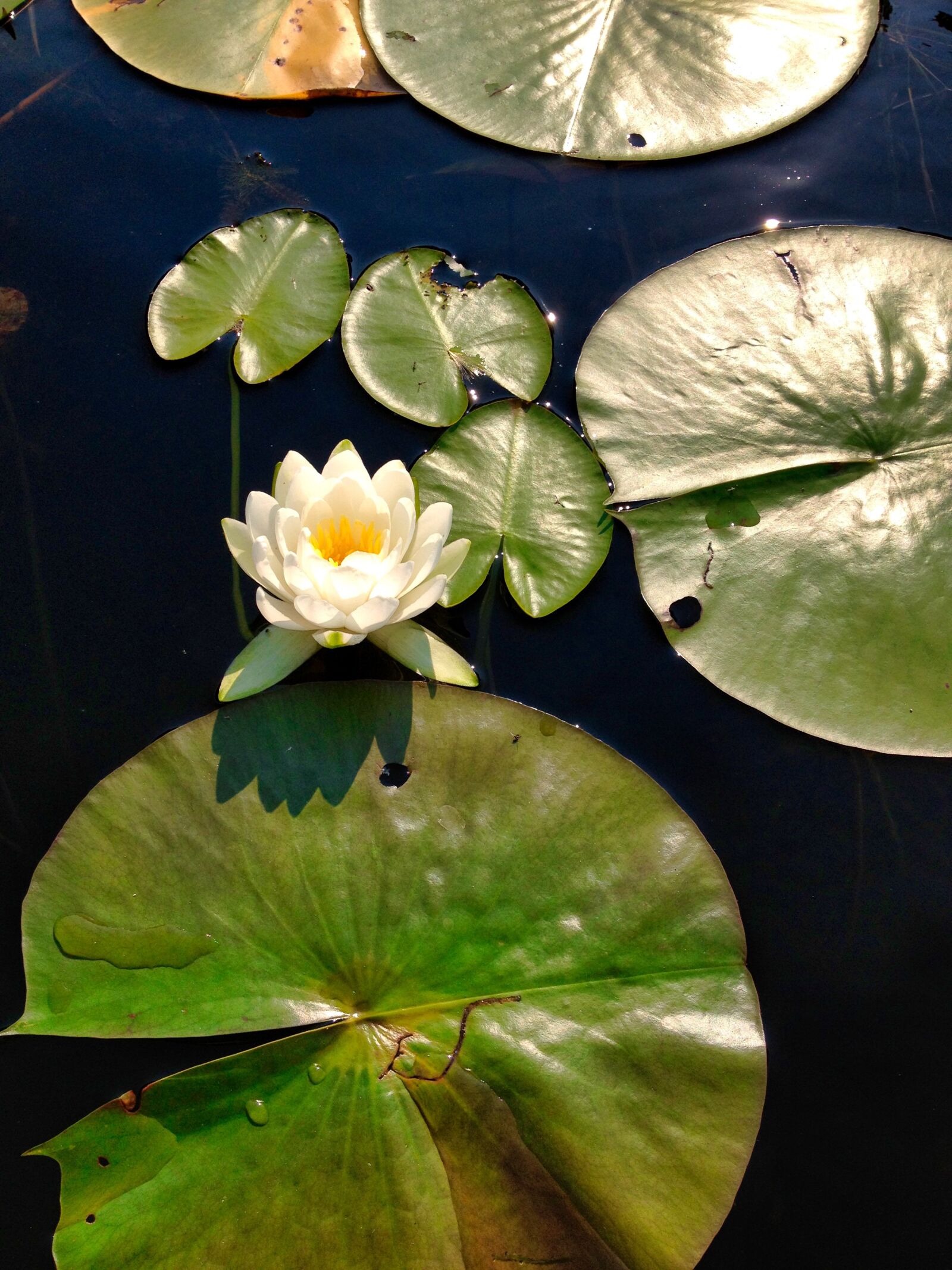 Apple iPhone 4S sample photo. Waterlily, pond, lotus photography