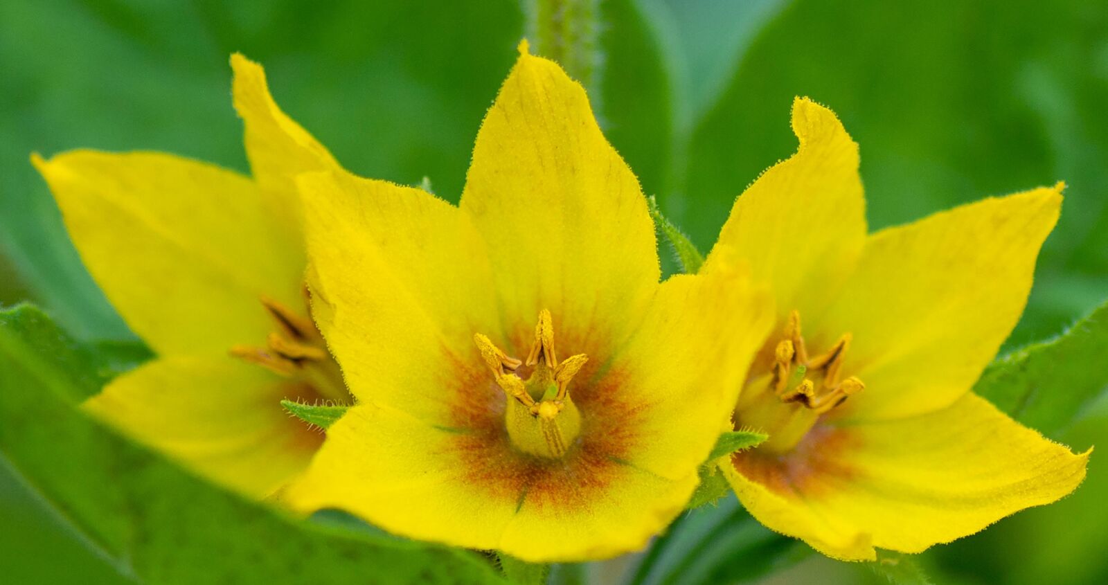 Tamron SP 90mm F2.8 Di VC USD 1:1 Macro sample photo. Flower, garden, summer photography