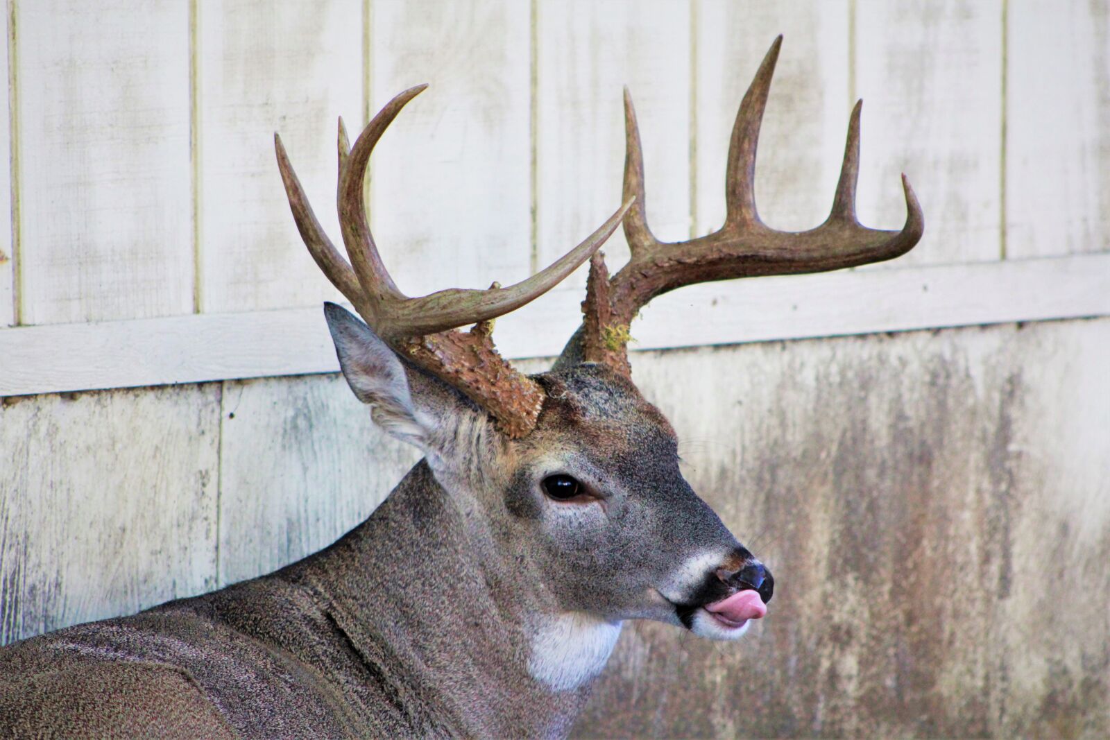 Canon EOS 60D sample photo. Deer, buck, bucks photography