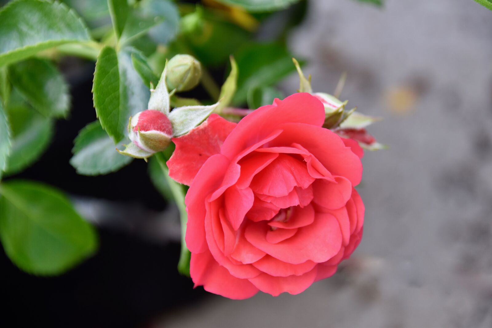 Nikon D5600 sample photo. Flower, pink, rose bud photography